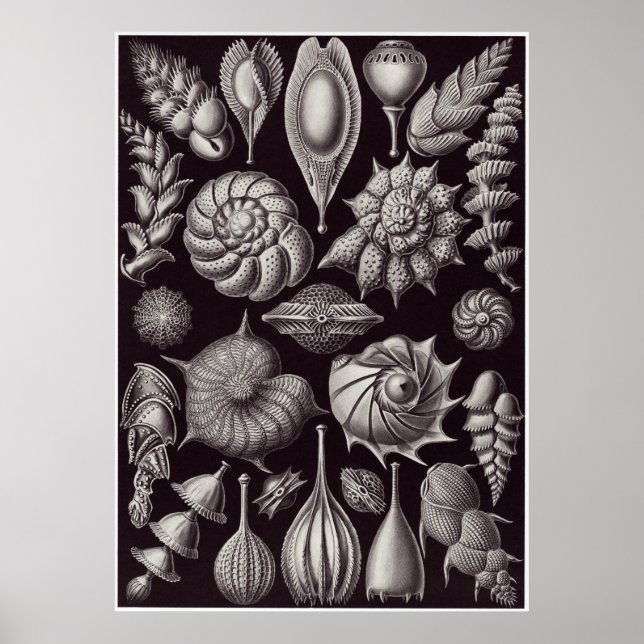 Ernst Haeckel Kunstdruckerei: Thalamophora Poster (Vorne)