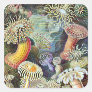 Ernst Haeckel Kunstformen der Natur Actiniae Quadratischer Aufkleber