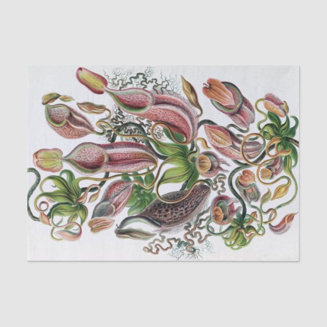 Ernst Haeckel Kunstformen der Natur Nepenthaceae P Seidenpapier (Vorderseite)