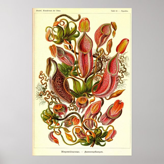 Ernst Haeckel Kunstformen der Natur Nepenthaceae Poster (Vorne)