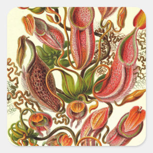 Ernst Haeckel Kunstformen der Natur Nepenthaceae Quadratischer Aufkleber