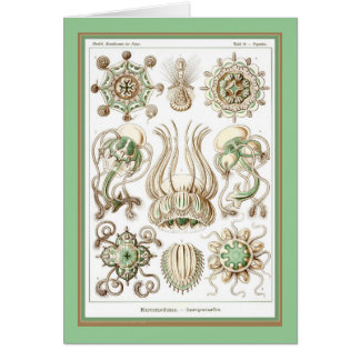 Ernst Haeckel - Kuntsformen der Natur - Tafel 16