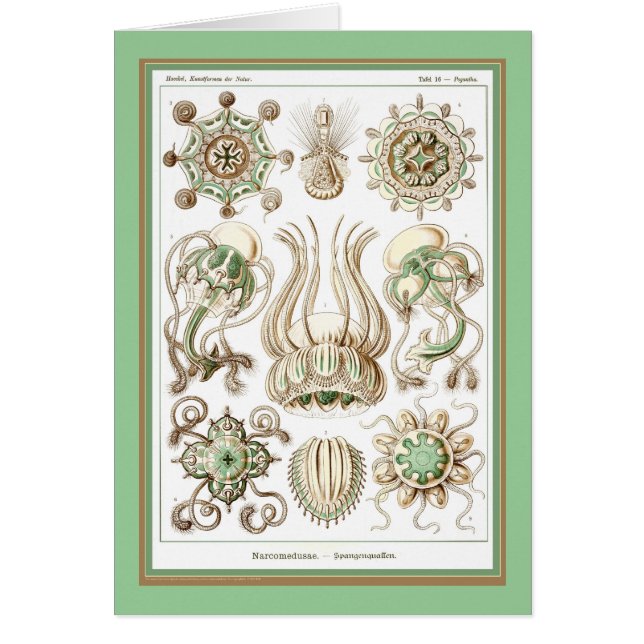 Ernst Haeckel - Kuntsformen der Natur - Tafel 16 (Vorne)