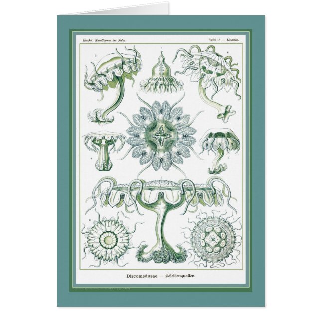 Ernst Haeckel - Kuntsformen der Natur - Tafel 18 (Vorne)