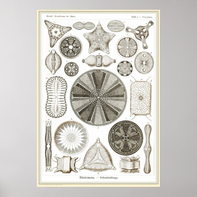 Ernst Haeckel - Kuntsformen der Natur - Tafel 4 Poster (Vorne)