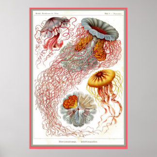 Ernst Haeckel - Kuntsformen der Natur - Tafel 8 Poster