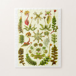 Ernst Haeckel-Leberblümchen