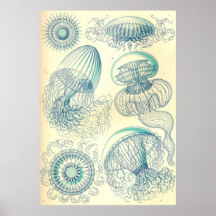 Ernst Haeckel - Leptomedusae Plakat