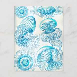 Ernst Haeckel Leptomedusae Quallen Postkarte