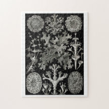 Ernst Haeckel Lichens