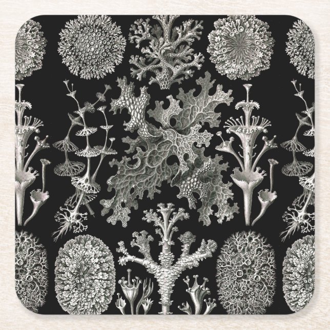 Ernst Haeckel Lichens Rechteckiger Pappuntersetzer (Vorderseite)