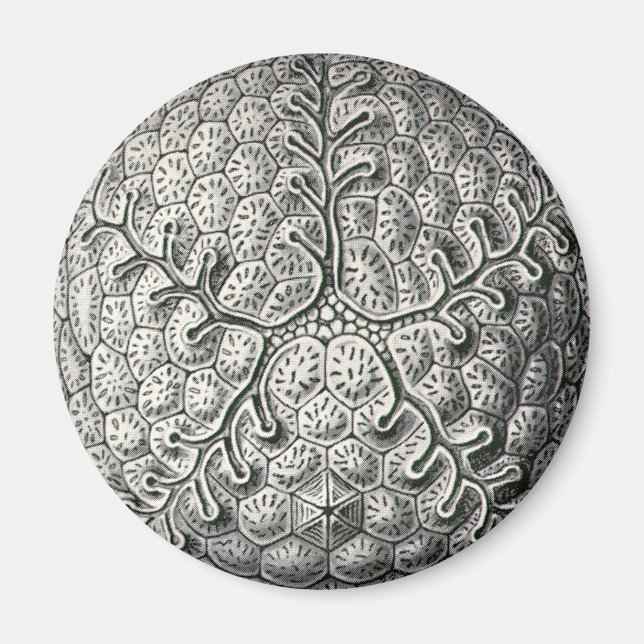 Ernst Haeckel Magnet (Vorne)