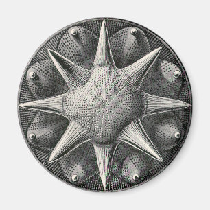 Ernst Haeckel Magnet