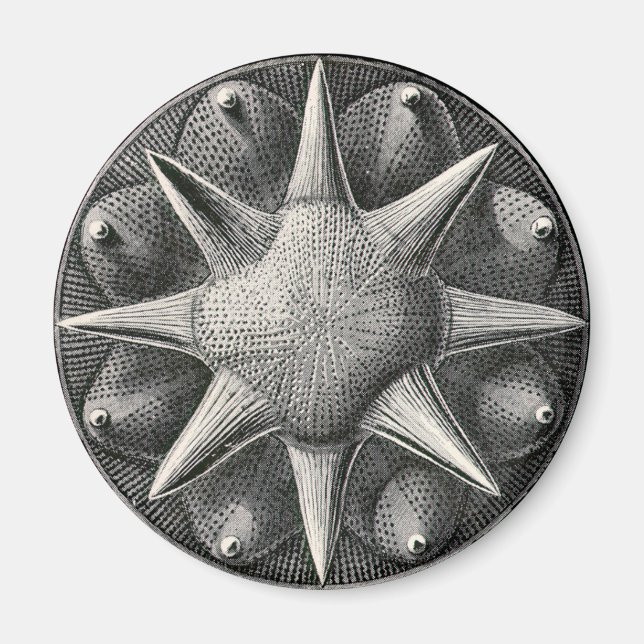 Ernst Haeckel Magnet (Vorne)