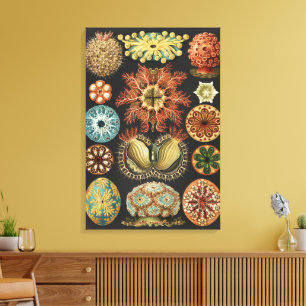 Ernst Haeckel Maritime Meeresleben Kunst Collage Leinwanddruck