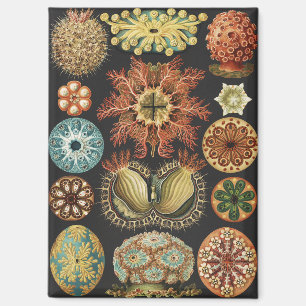 Ernst Haeckel Maritime Meeresleben Kunst Collage Magnet