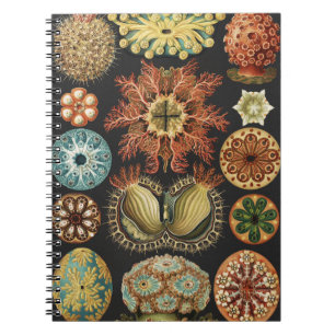 Ernst Haeckel Maritime Meeresleben Kunst Collage Notizblock