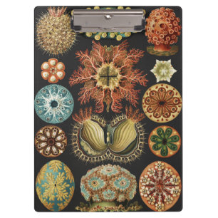 Ernst Haeckel Maritime Meeresleben Kunstcollage Klemmbrett
