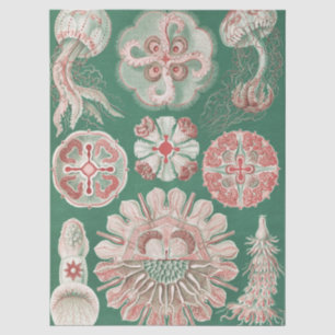Ernst Haeckel Meer Leben Rosa Qualle Grün Poster Seidenpapier