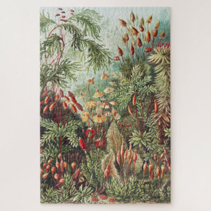 Ernst Haeckel Moos Naturdruck Dark Academia