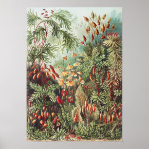 Ernst Haeckel Moos Naturdruck Dark Academia Poster