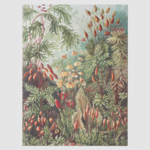 Ernst Haeckel Moos Naturdruck Dark Academia Seidenpapier