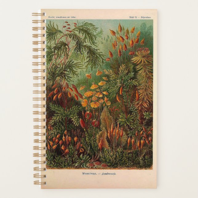 Ernst Haeckel Muscinae illustration vintage (Devant)