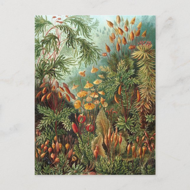 Ernst Haeckel - Muscinae Postkarte (Vorderseite)