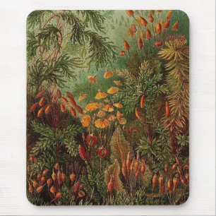 Ernst Haeckel Muscinae Vintage Illustration Mousepad