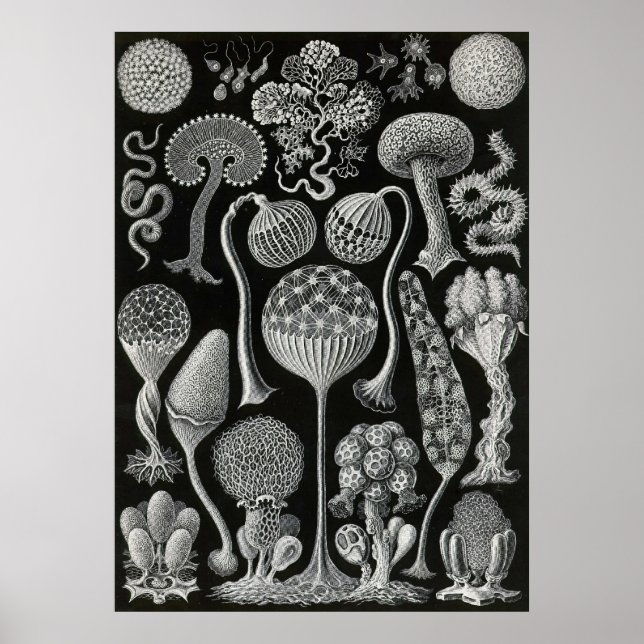 Ernst Haeckel - Mycetozoa Poster (Vorne)