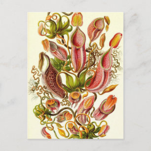 Ernst Haeckel - Nepenthaceae Postkarte