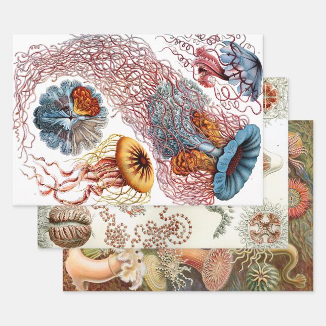 Ernst Haeckel Ocean Wrapping Paper Sheets Geschenkpapier Set (Set)