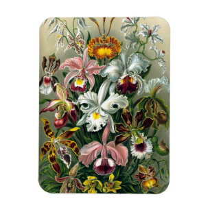 Ernst Haeckel Orchidea Magnet