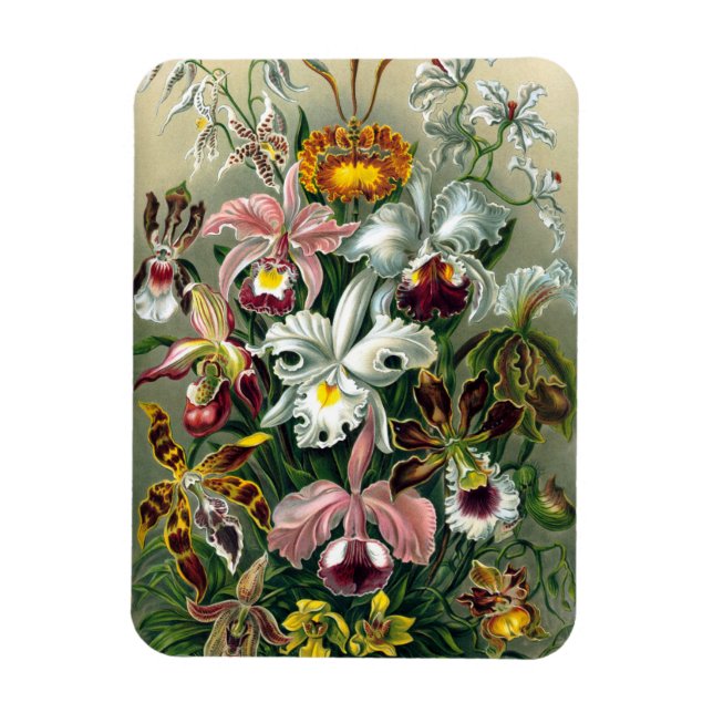 Ernst Haeckel Orchidea Magnet (Vertikal)
