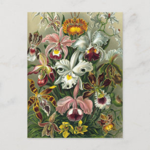 Ernst Haeckel Orchideen, Vintage Regenwald Blumen Postkarte