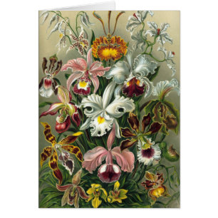 Ernst Haeckel Orchidées, Fleurs Vintage de la Forê