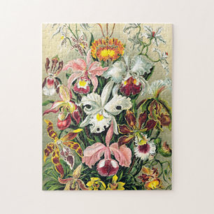 Ernst Haeckel - Orchids
