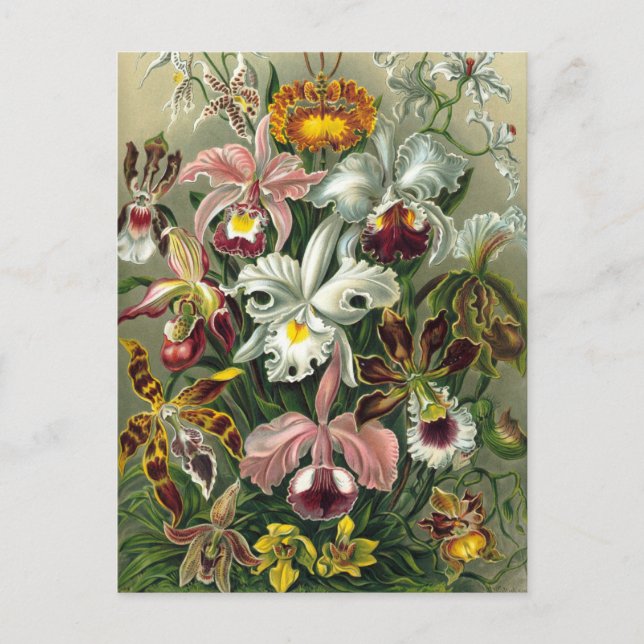 Ernst Haeckel Orchids, Vintage Regenwald-Blume Postkarte (Vorderseite)