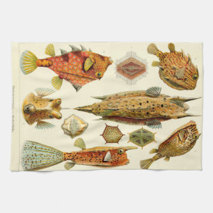 Ernst Haeckel Ostraciontes Kofferfische Seeschmett Geschirrtuch