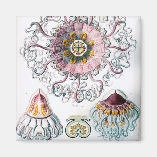 Ernst Haeckel Peromedusae Quallen Magnet