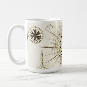 Ernst Haeckel Phaeodaria Kaffeetasse