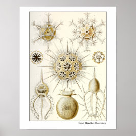Ernst Haeckel Phaeodaria Poster