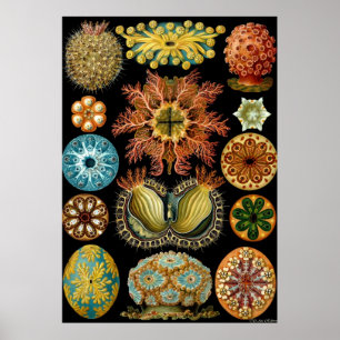 Ernst Haeckel Poster ~ Actiniae
