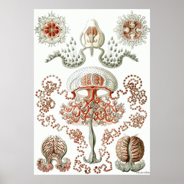 Ernst Haeckel Poster ~ Anthomedusae (Vorne)