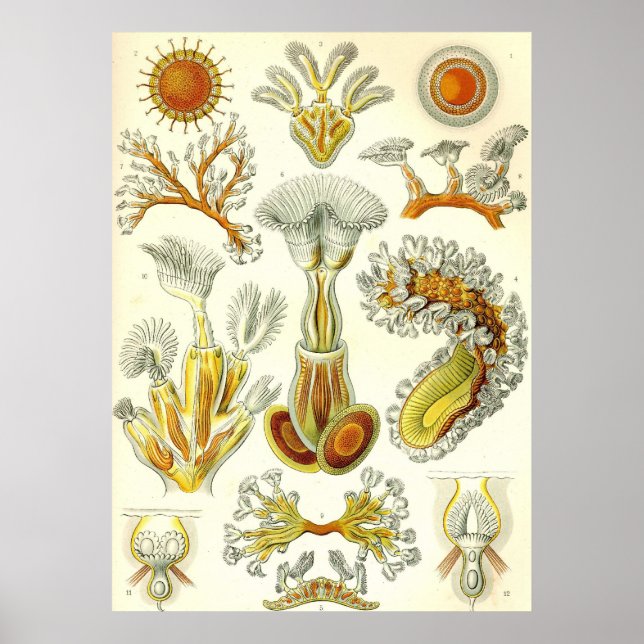 Ernst Haeckel - Poster Bryozoa (Devant)