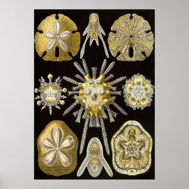 Ernst Haeckel - Poster Echinidea (Devant)