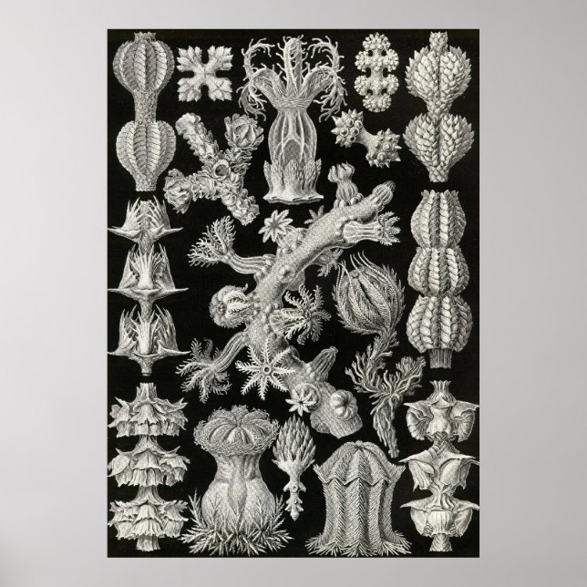 Ernst Haeckel - Poster Gorgonida (Devant)