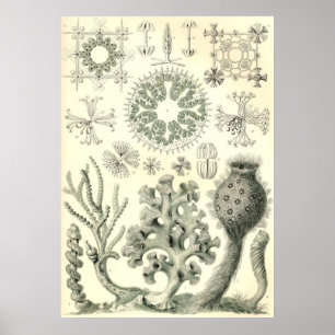 Ernst Haeckel - Poster Hexactinellae