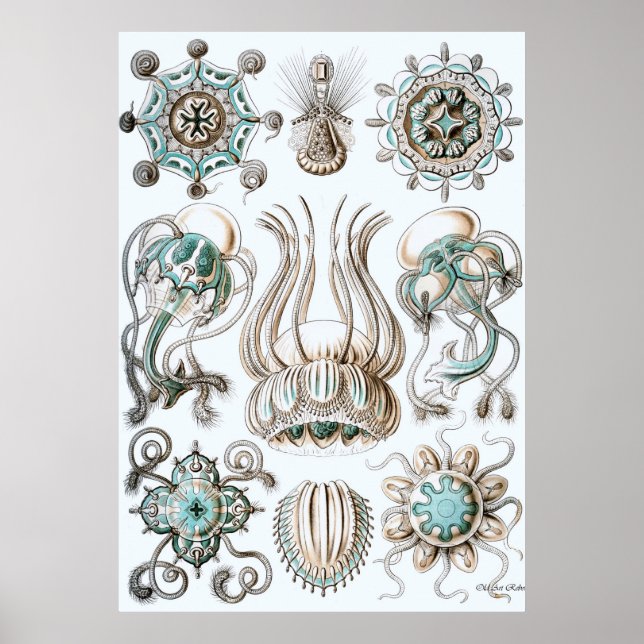 Ernst Haeckel Poster ~ Narcomedusae (Vorne)