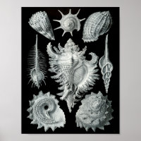 Ernst Haeckel Prosobranchia markieren Schwarz & We